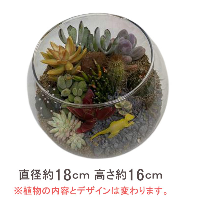 母の日 フラワーギフトはサボテン寄せ植えハイドロカルチャーの鉢植え