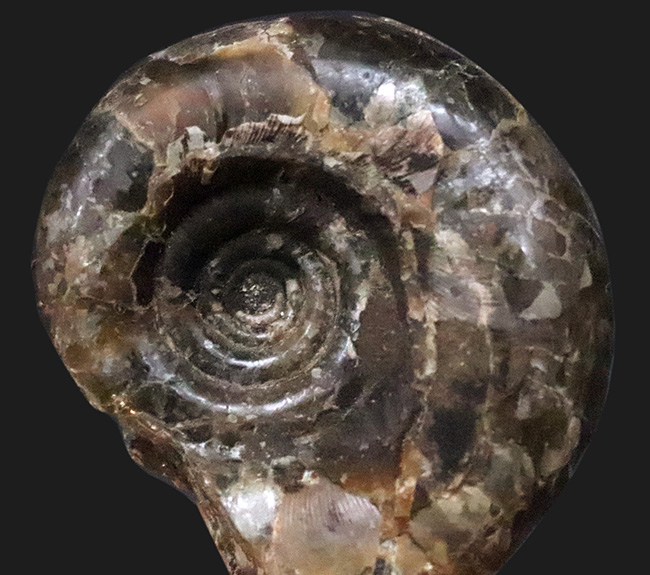 白亜紀最後期のアンモナイトの一つ、北海道産のゴードリセラス