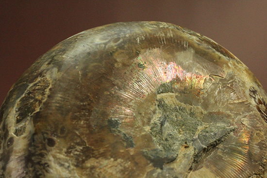 ボリュームあり！?マダガスカル産アンモナイトのハーフカット標本