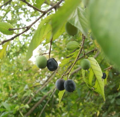 ムクノキ（椋の木）＜植物（苗木・植木）生産販売（通販）リスト