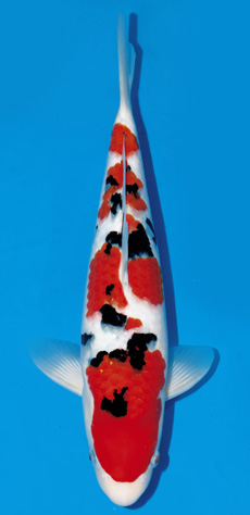 第3回 国際錦鯉幼魚品評会＜錦鯉幼魚品評会＞｜錦鯉のエサ｜キョーリン