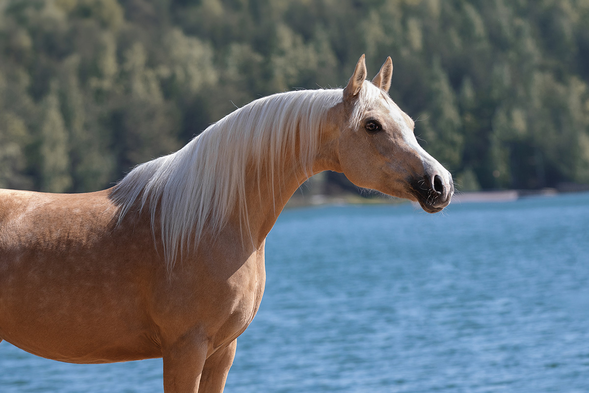 Horse of a Golden Color: The Palomino Horse - Horse Illustrated