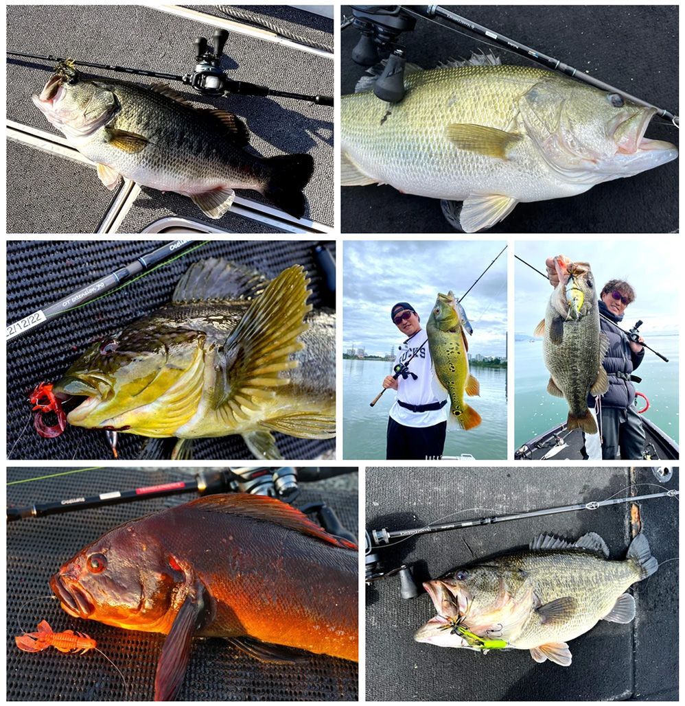 TRANSCENDENCE/トランスセンデンス】Ocelate 59B / オセレイト