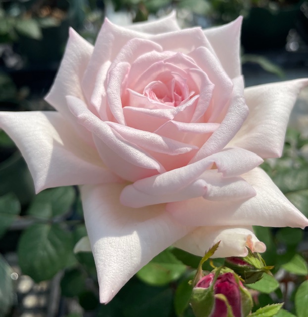 原種バラ大苗 ナニワイバラ Herb&Rose バラ苗販売 商品詳細 Herb＆Rose