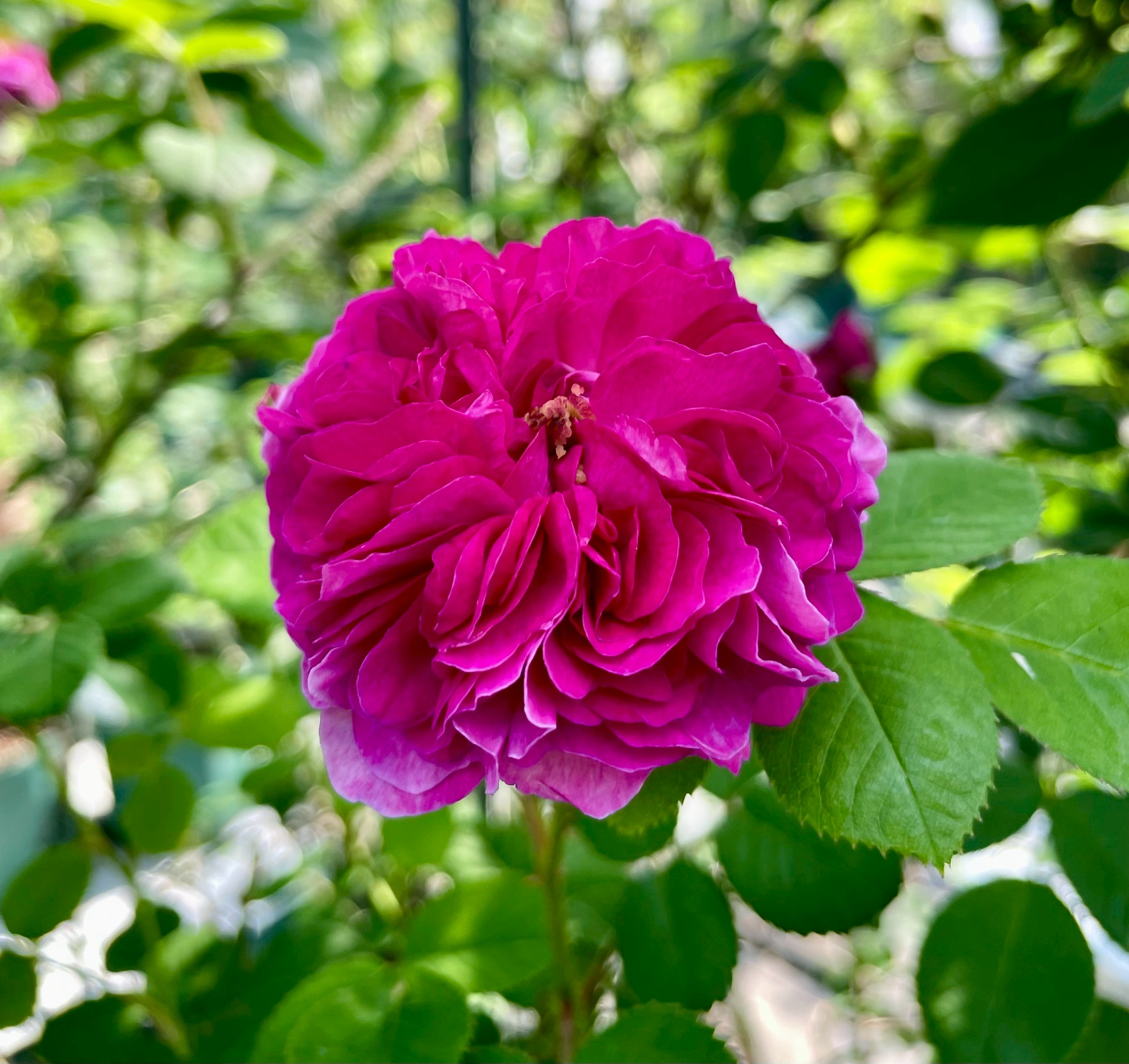 バラ苗販売 バラ苗通販 - Herb&Rose カテゴリ商品一覧 Herb＆Rose