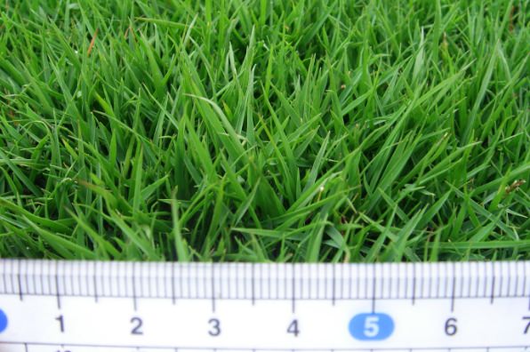 芝生の種類 | 株式会社ハヤシ