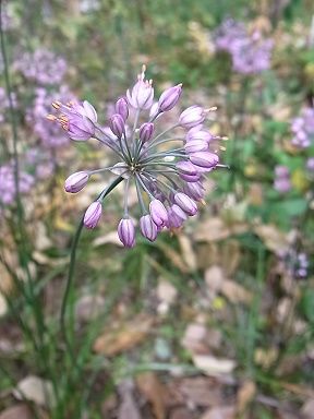 山辣韮 写真集 1