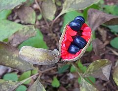 山芍薬（ヤマシャクヤク）