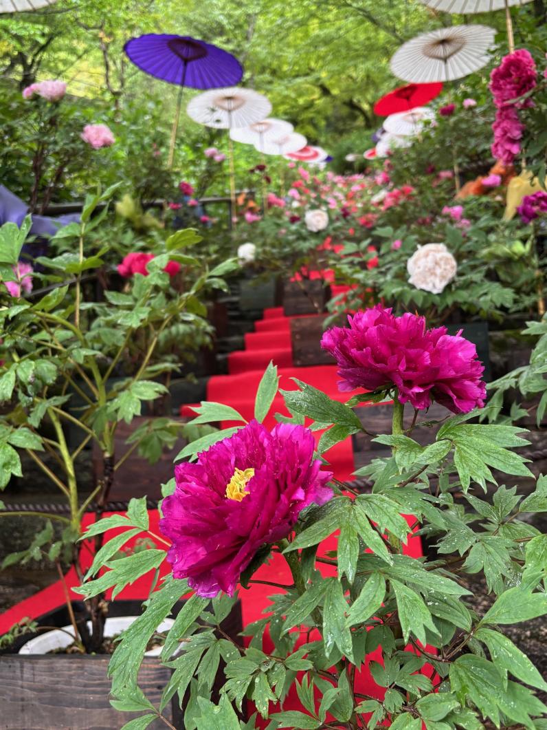 ぼたん回廊 期間延長いたします。｜ぼたん回廊 期間延長いたします