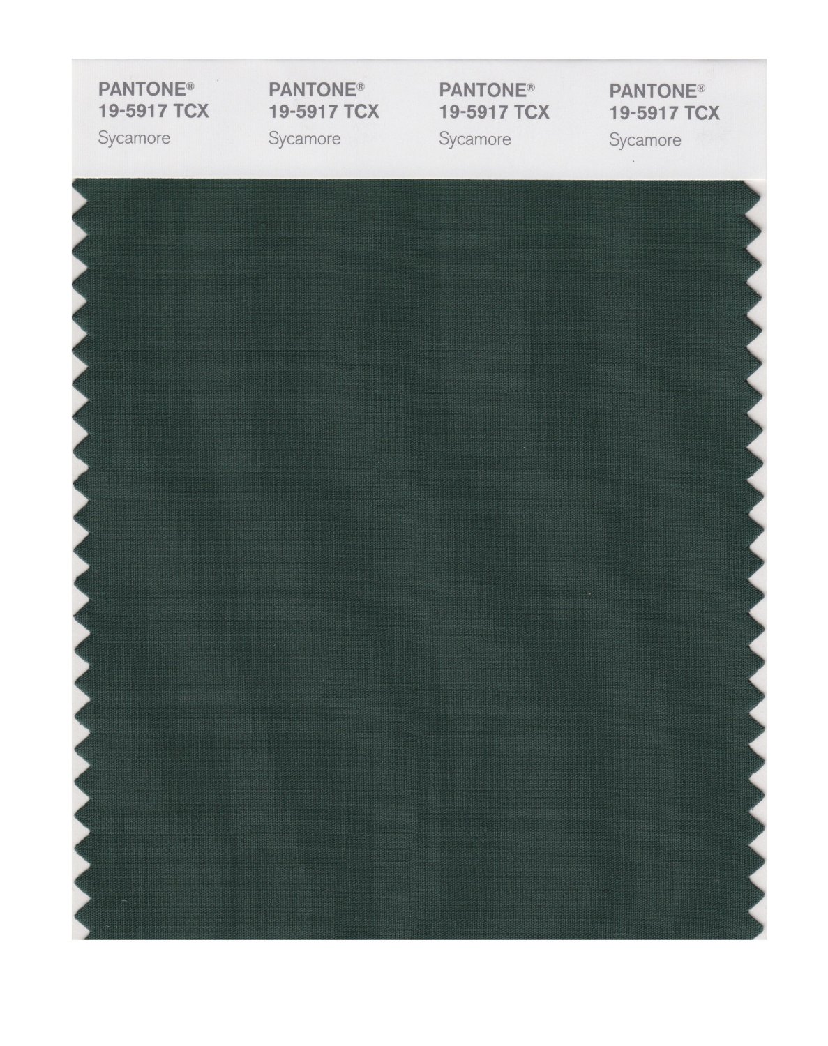 BUY Pantone Cotton Swatch 19-5917 Sycamore
