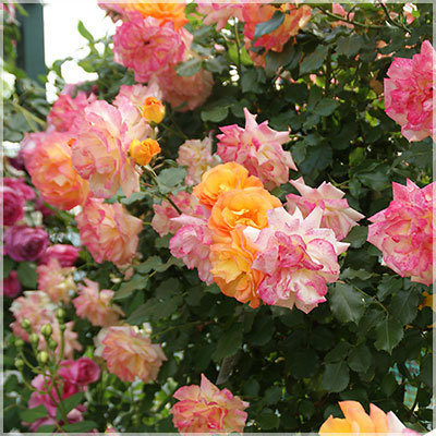 相原バラ園 / サハラ（CL）【大苗】