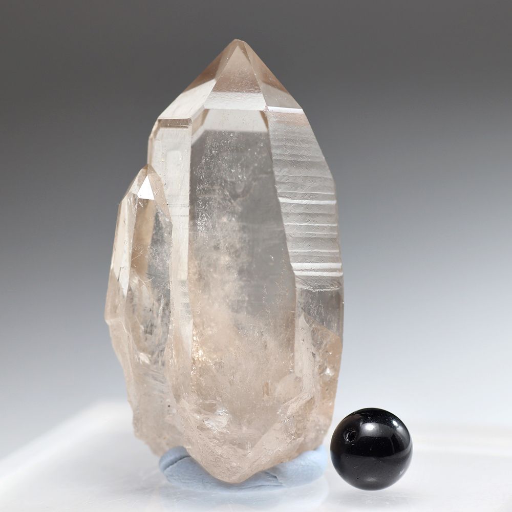 トップクォリティ・ブラジル/セーラデカブラル産]レムリアンシード