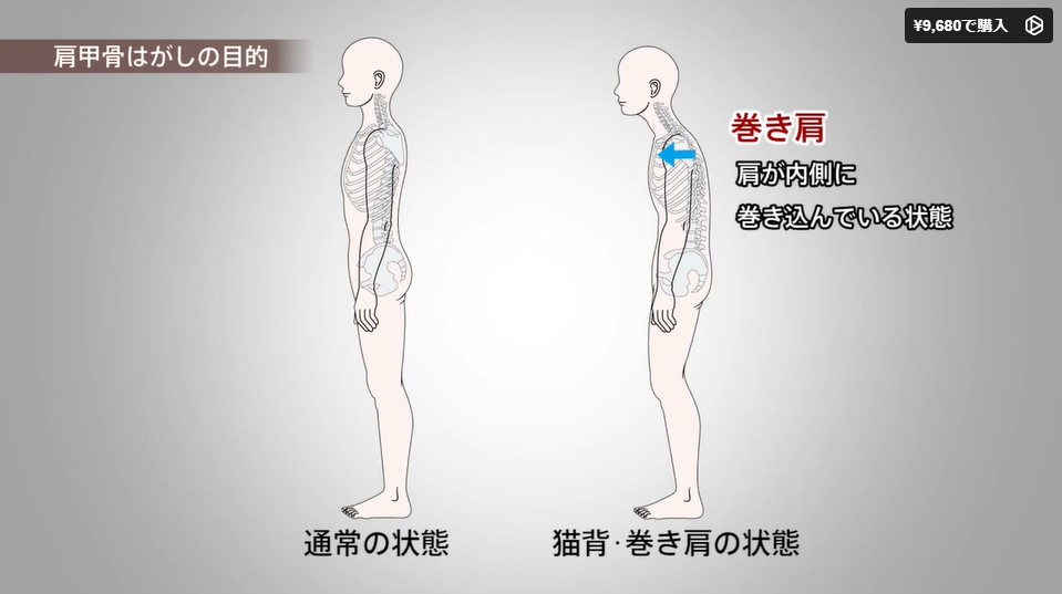 Vimeo配信動画紹介】明日からできる! 福辻式肩甲骨はがし 肩こり、首