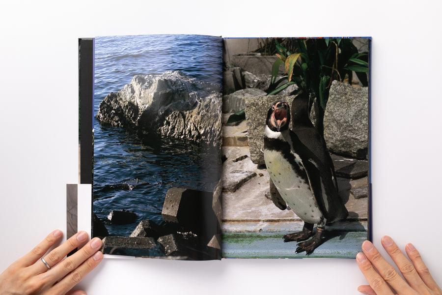 Mint) Documentary by 中平卓馬 – IACK