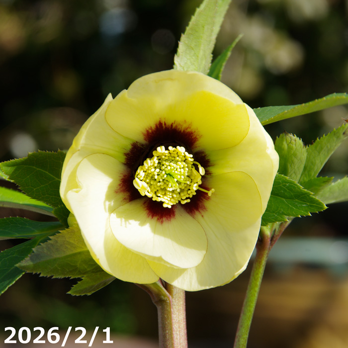 山野草の石田精華園 / 野田園芸