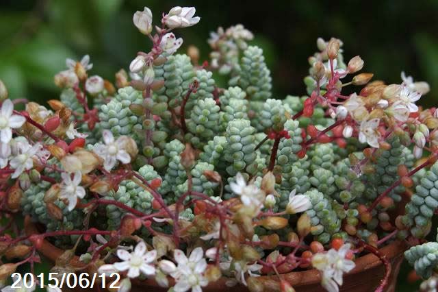 山野草の石田精華園 / 本来のセダム ブレビフォリウム 「そよ風の天使