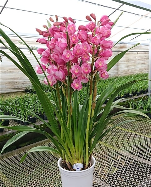 大特価！2鉢価格！シンビジウム　苗　苗木　4本立ち　洋ラン　蘭　三つ星 シンビジューム オレンジ系 6号 3本立｜洋蘭04-PA | ギフト,胡蝶蘭・洋