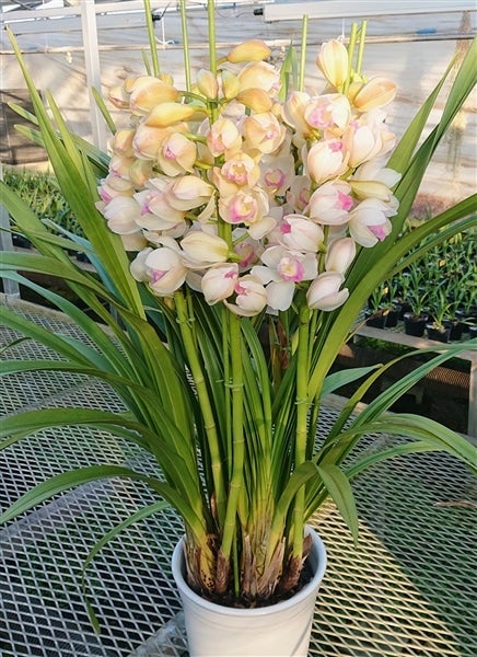 特価(^^)テーブルシンビジューム　5鉢セット　石田洋蘭オリジナル品種　お買い得 テーブルシンビジューム 白系 3本立アーチ 5号 ※お届けに10日程度