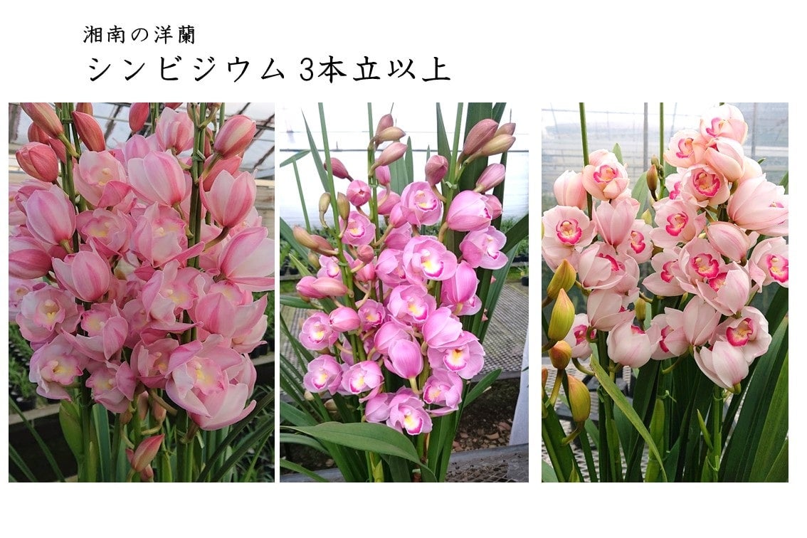 週末特価！2鉢価格！シンビジウム　苗　苗木　4本立ち　洋ラン　蘭　三つ星 シンビジウム<湘南の洋蘭>5本立ち以上◇陶器鉢入り◇ ＊11月下旬ごろ