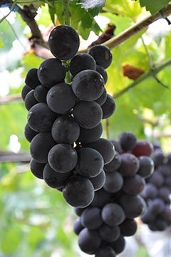 規格外だけど味は秀品以上の自信あり！！☆種なし巨峰☆8パック