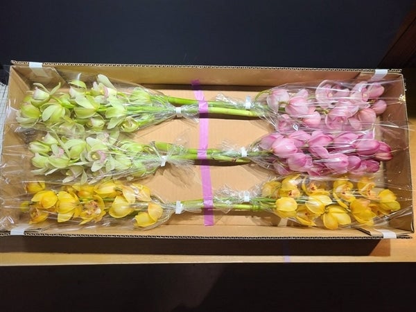 シンビジウム3色ミックス6本入（切り花）送料込み: 新鮮大好き徳島