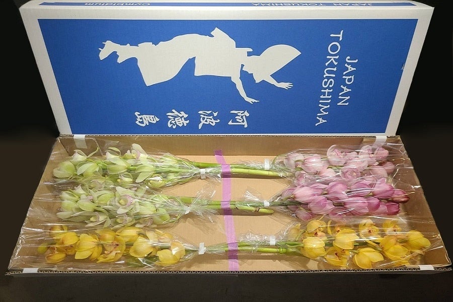 シンビジウム3色ミックス6本入（切り花）送料込み: 新鮮大好き徳島