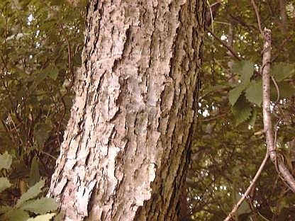 樹木図鑑(ミズナラ)