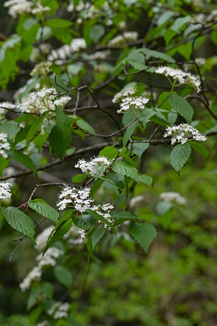 コバノガマズミ（ガマズミ科）｜素人植物図鑑