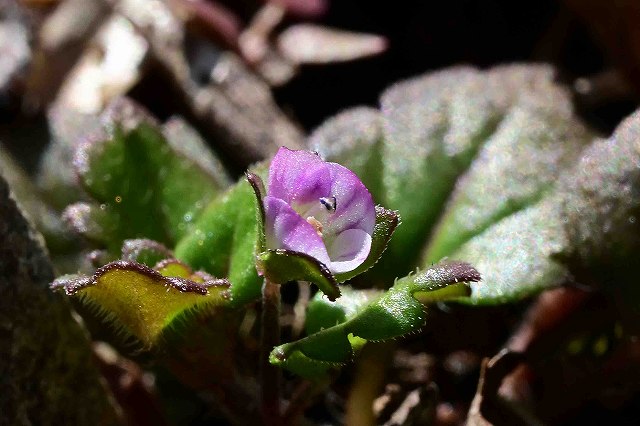 イヌノフグリ（オオバコ科）｜素人植物図鑑