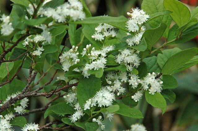 サワフタギ（ハイノキ科）｜素人植物図鑑