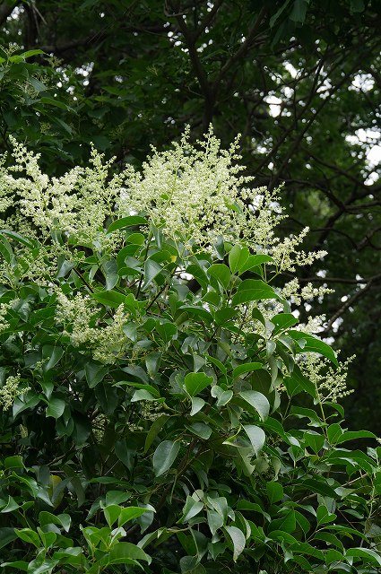 トウネズミモチ（モクセイ科）｜素人植物図鑑