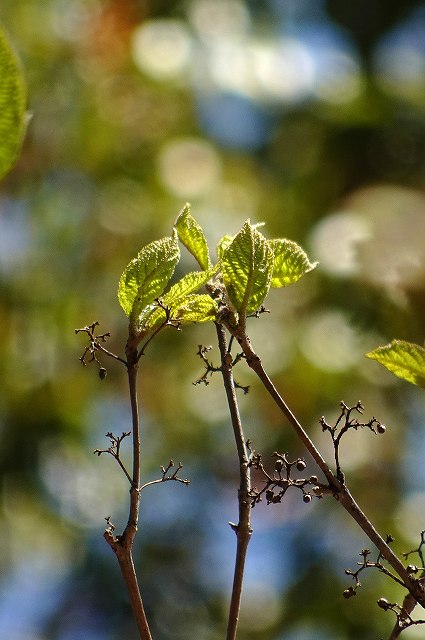 ヤマコウバシ（クスノキ科）｜素人植物図鑑