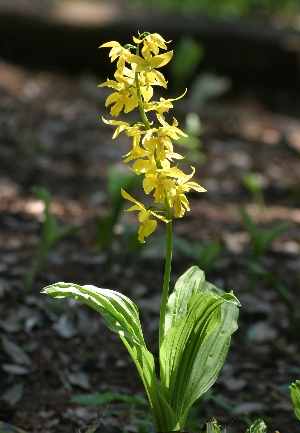 四季の山野草（キエビネ）
