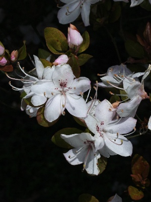 四季の山野草（バイカツツジ）