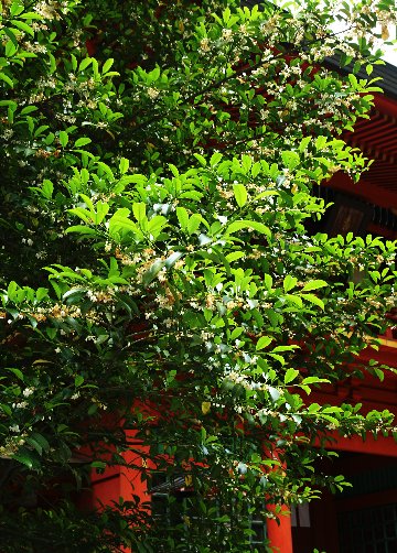 四季の山野草（サカキ）