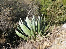 アガベ・アトロビレンス ｜Agave atrovirens | DESERT INC.