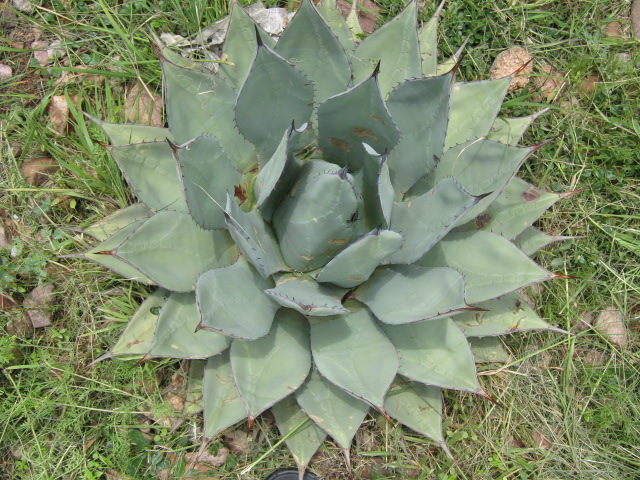 アガベ・アプラナータ｜Agave applanata | DESERT INC.