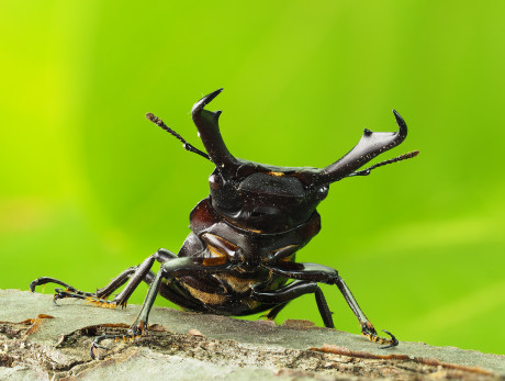 OLYMPUS ED 30mm F3.5 Macro 交換レンズ M.ZUIKO DIGITAL ED 30mm F3.5