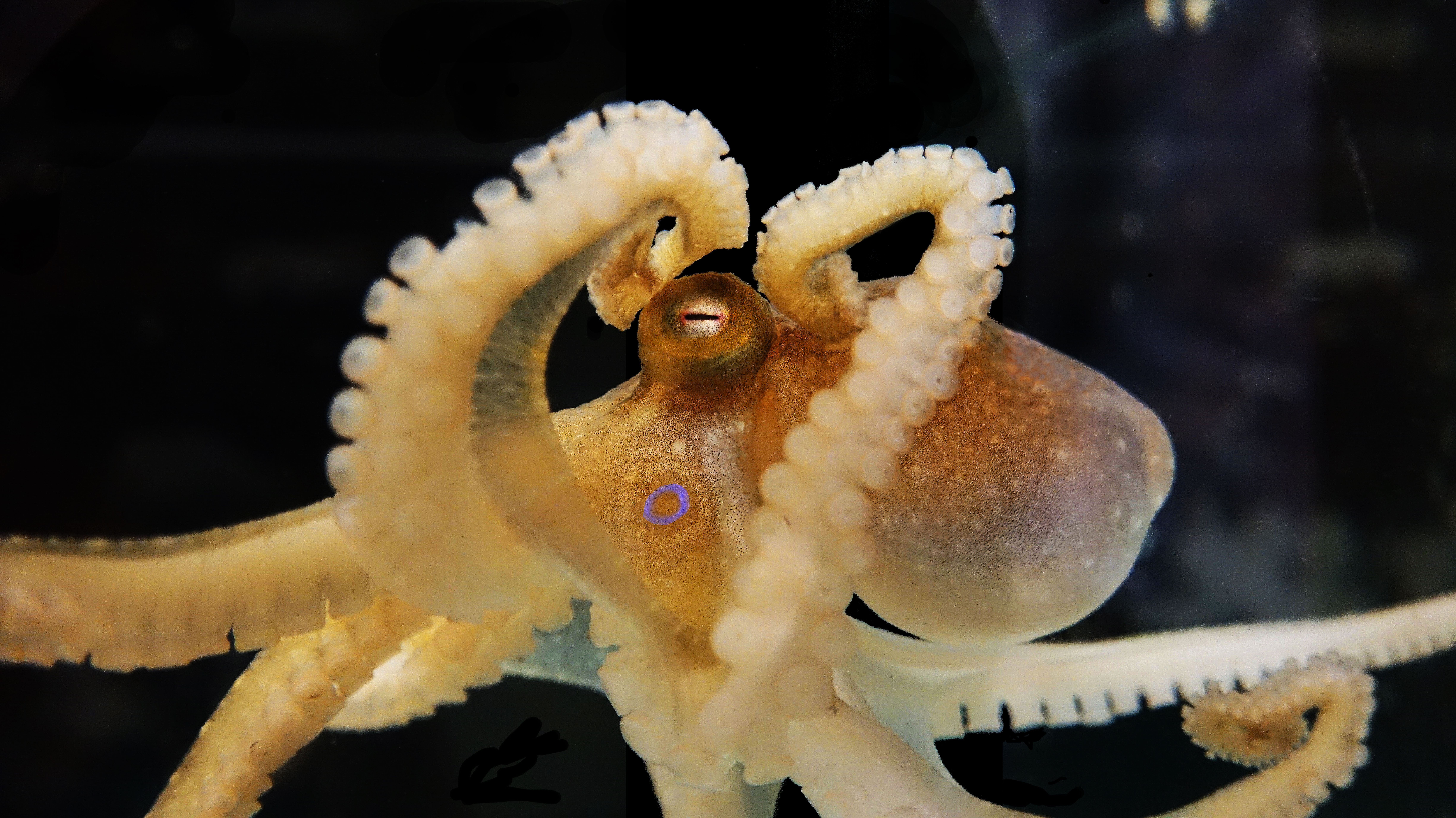 Octopus bimaculoides（別名カリフォルニア・ツースポットタコ） (1