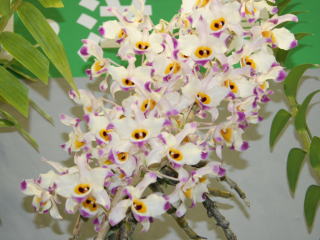 かなざわ世界の蘭展2005 デンドロビューム原種 Kanazawa World