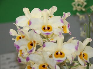 かなざわ世界の蘭展2005 デンドロビューム原種 Kanazawa World