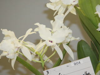 かなざわ世界の蘭展2005 カトレヤ 原種 Kanazawa World Orchid