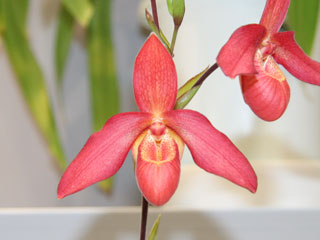 ほっかいどう 世界の蘭展2005 フラグミペディウム Hokkaido World