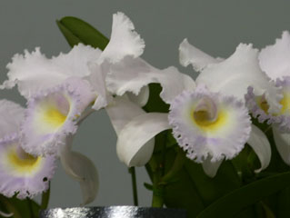 世界らん展日本大賞2004 カトレア原種 Japan Grand Prix