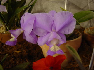 世界らん展日本大賞2003 原種カトレア Japan Grand Prix