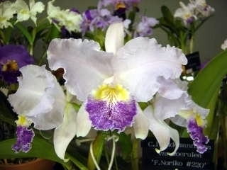 世界らん展日本大賞2003 原種カトレア Japan Grand Prix