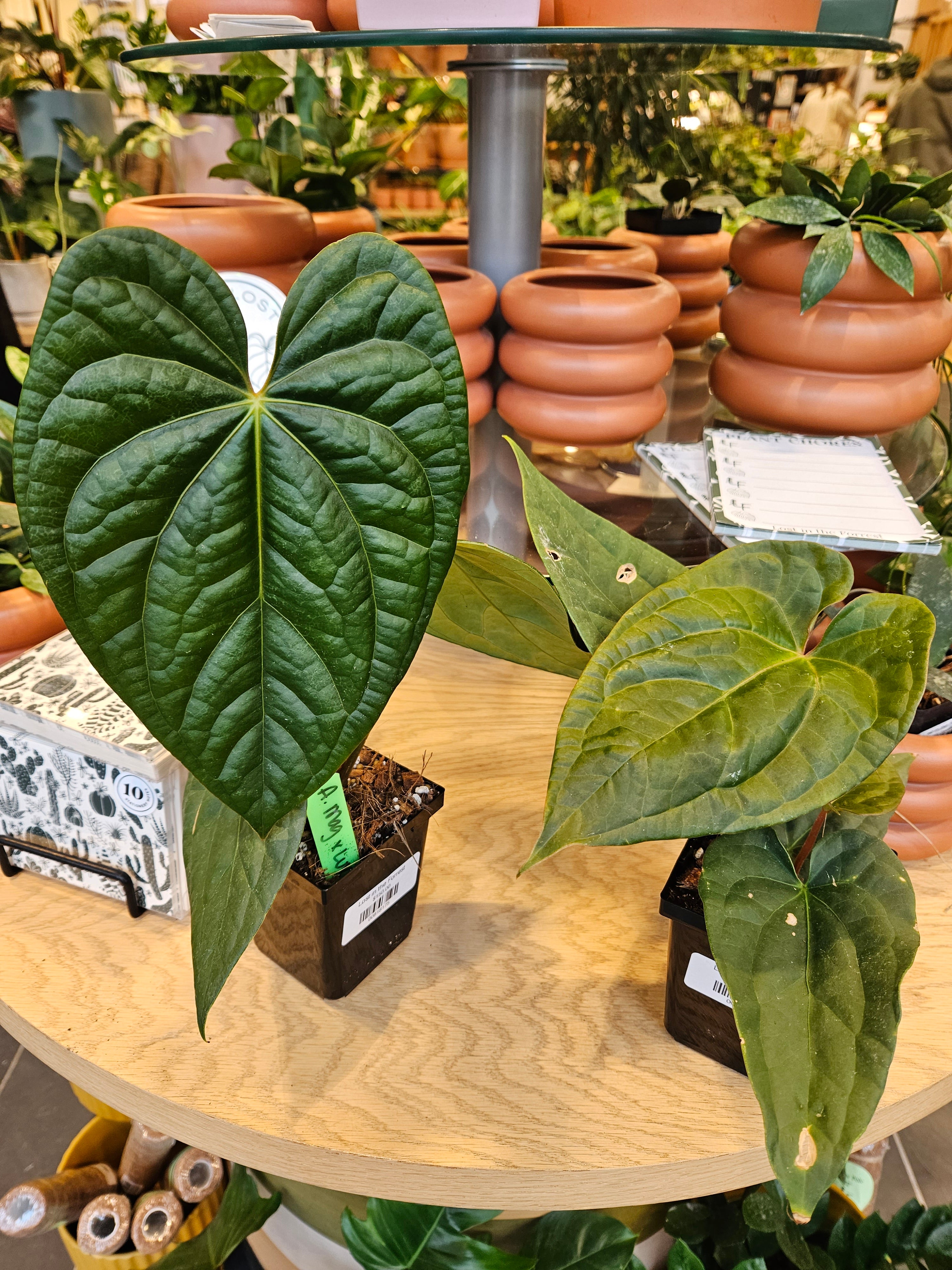 Anthurium Magnificum x Anthurium Luxurians – Lost in the Forrest