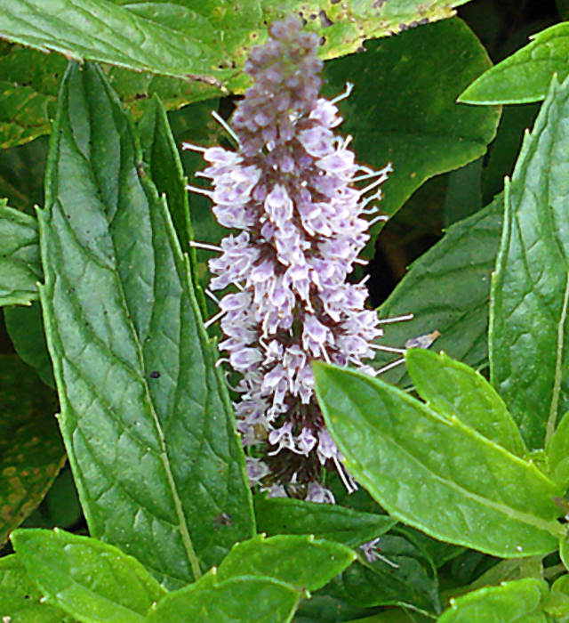 スペアミントの花言葉と誕生花－花の持つ言葉