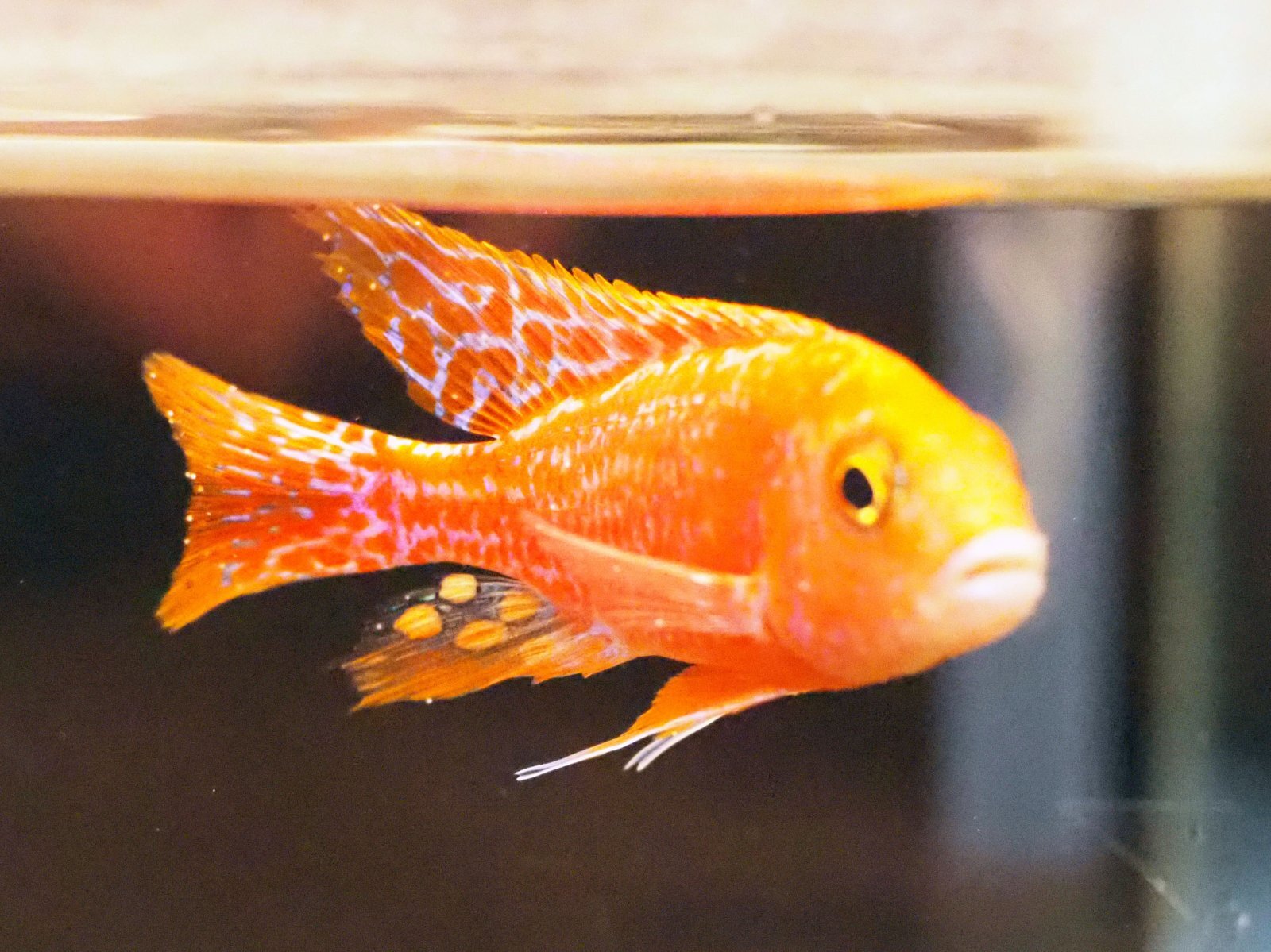 ストロベリーピーコックシクリッド(7cm±)上物 - m8堂