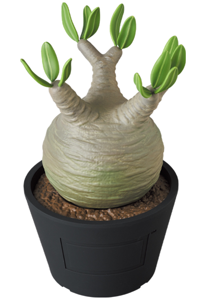 MEDICOM TOY - VCD Pachypodium Gracilius